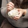 Sheep Needle Felting Kit